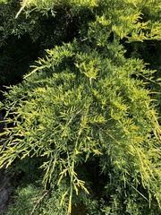 Juniperus sabina
