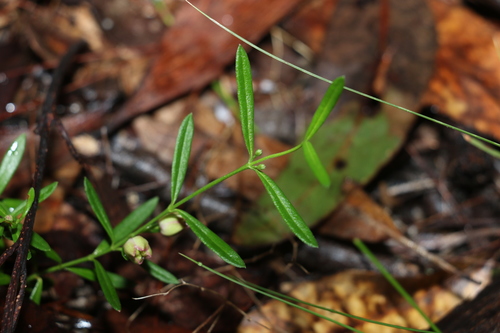 Image of milkwort boronia by (c) Greg Tasney, some rights reserved (CC BY-SA)