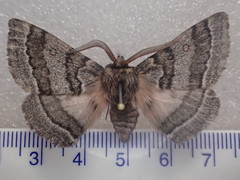 Anthela tetraphrica