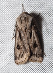 Agrotis chretieni