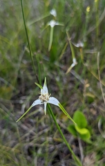 Rhynchospora colorata image