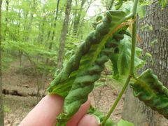 Litylenchus crenatae