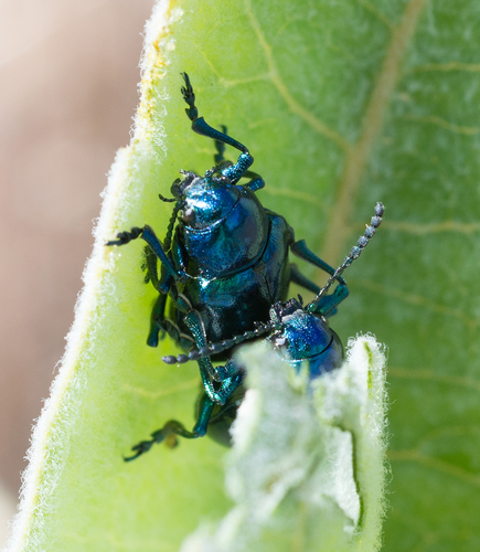 iNaturalist observation photo of Cobalt Milkweed Beetle