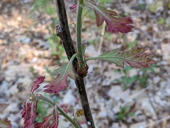 Dryocosmus quercuspalustris