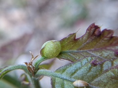 Dryocosmus quercuspalustris