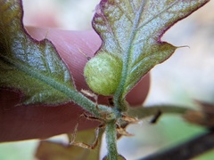 Dryocosmus quercuspalustris