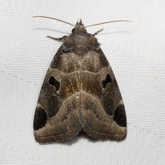 Plagiomimicus pityochromus