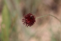 Isostigma peucedanifolium