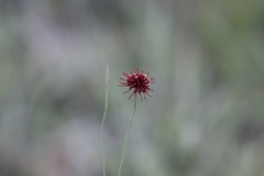 Isostigma peucedanifolium
