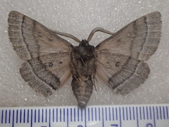 Anthela tetraphrica