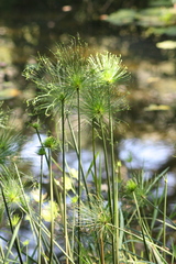 Cyperus prolifer