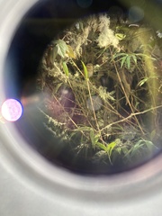 Cistothorus platensis