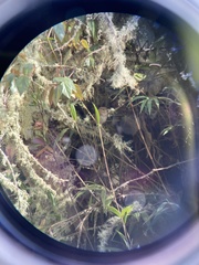 Cistothorus platensis