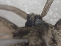 Anthela tetraphrica