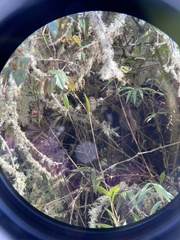 Cistothorus platensis