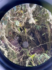 Cistothorus platensis