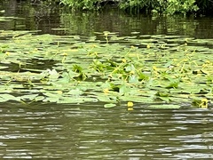 Nuphar sagittifolia