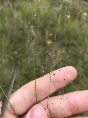 Dichanthelium longiligulatum