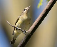 Vireo philadelphicus