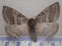 Anthela tetraphrica