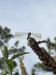 Pachydiplax longipennis