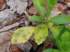 Volutella pachysandrae