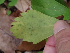 Volutella pachysandrae