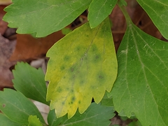 Volutella pachysandrae