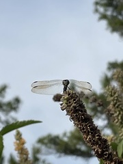 Pachydiplax longipennis