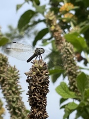 Pachydiplax longipennis