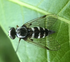 Chrysopilus fasciatus