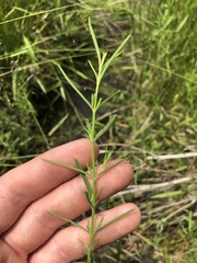 Sabatia gentianoides