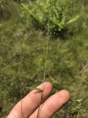 Dichanthelium wrightianum