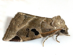 Plagiomimicus pityochromus