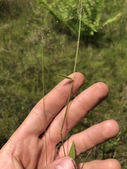 Dichanthelium wrightianum