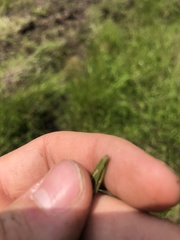 Dichanthelium wrightianum