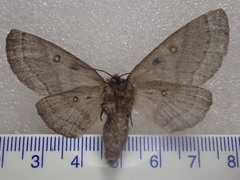 Anthela tetraphrica