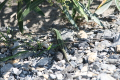 Podarcis muralis