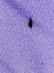 Dromius