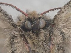 Anthela tetraphrica
