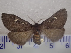 Anthela callispila
