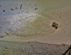 Pseudorhombus jenynsii