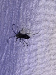 Anthophylax attenuatus