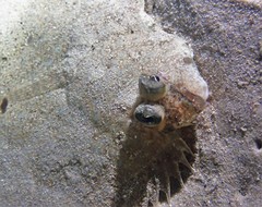 Pseudorhombus jenynsii