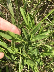 Eryngium integrifolium