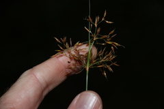 Fimbristylis cinnamometorum
