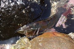 Betaeus longidactylus