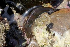 Betaeus longidactylus