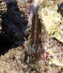 Betaeus longidactylus