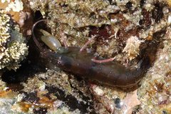 Betaeus longidactylus